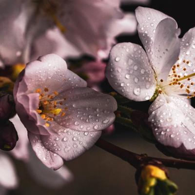 Floarea de CIREȘ și Legea Liniștii, o poveste ZEN plină de înțelepciune