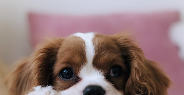 Aspecte de care să ții cont când alegi hrana pentru animalul de companie