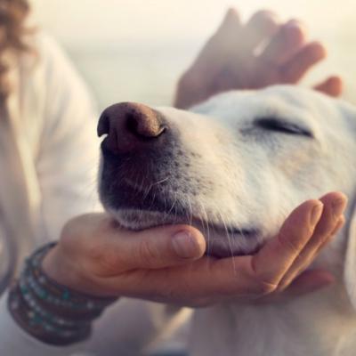 Oamenii de stiinta confirma: Cainii pot simti oamenii cu suflet rau