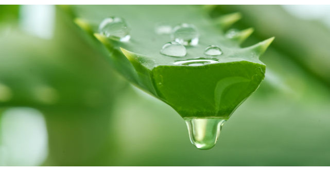 Planta miraculoasa pe care trebuie sa o ai in casa si care vindeca peste 100 de boli