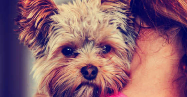 5 lucruri pe care trebuie sa le stii neaparat daca iti doresti un catel sau ai deja unul