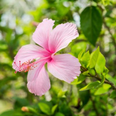 DE CE sa bei in fiecare zi ceai de HIBISCUS