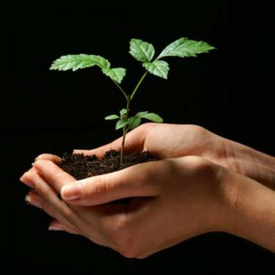 10 Remedii BIO pentru detoxifierea si cresterea tonusului organelor interne