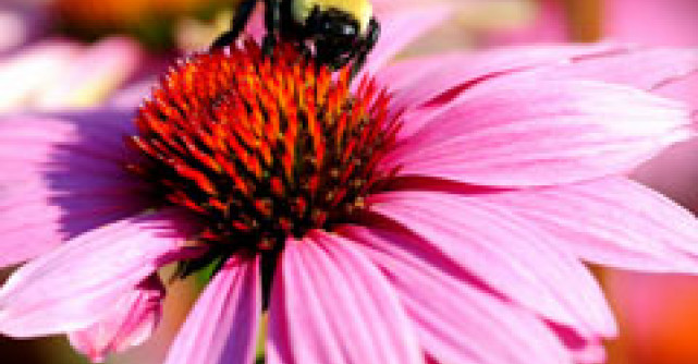 Pastura, tratamentul de aur in apiterapie