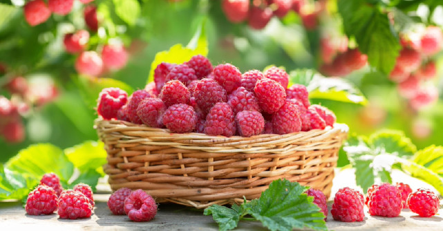 Câte calorii are ZMEURA și ce beneficii sănătoase prezintă?