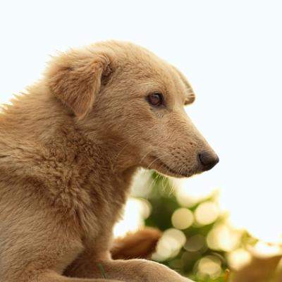 Poveste RĂVĂȘITOARE! Câinele loial care își așteaptă încă stăpânul decedat