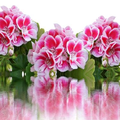 Cum se îngrijesc corect MUȘCATELE iarna! Nu face ACEASTĂ greșeală!