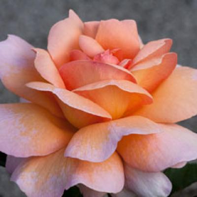 Cum sa ai in gradina cei mai frumosi trandafiri