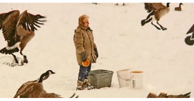 A hranit sute de lebede timp de 25 de ani. Acum uite ce s-a intamplat dupa moartea ei!