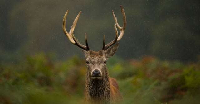 Imagine rară: Un cerb a traversat Dunărea din Serbia spre România