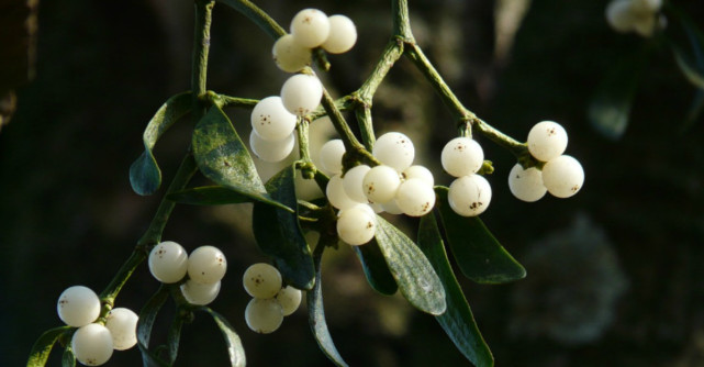 Cum se prepara corect ceaiul de vasc. Efectele lui sunt miraculoase