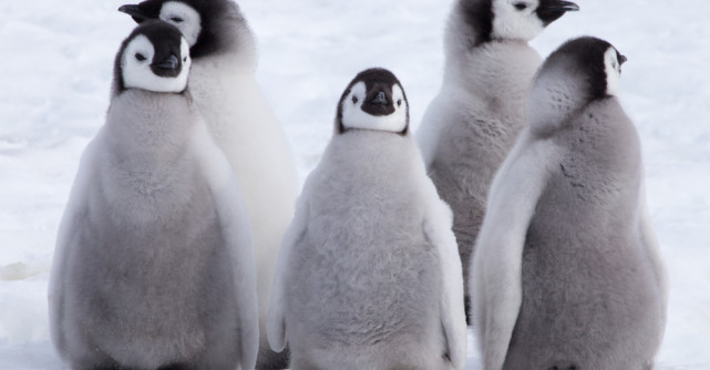 Poze haioase si penibile ale vedetelor