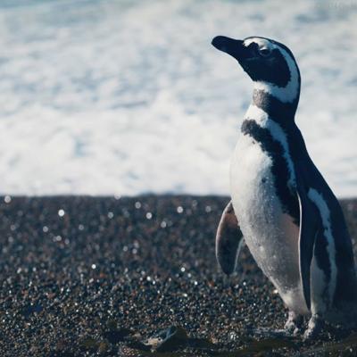 DinDim, prietenul meu pinguin – o poveste plină de emoție și farmec, inspirată din întâmplarea adevărată care a uimit mapamondul