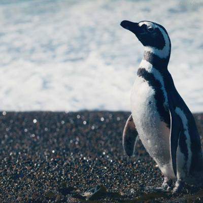 DinDim, prietenul meu pinguin – o poveste plină de emoție și farmec, inspirată din întâmplarea adevărată care a uimit mapamondul