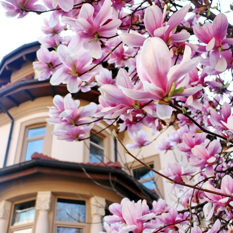 Harta Magnoliilor în București: Când înfloresc minunatele flori și unde le poți vedea pe cele mai spectaculoase?