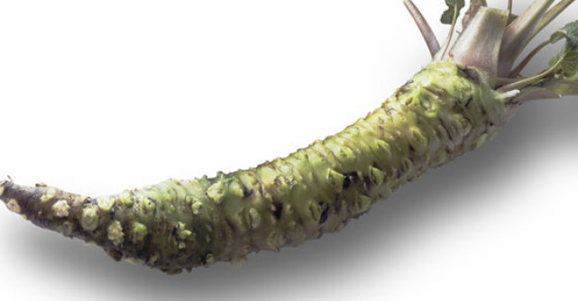 Radacina ROMANEASCA: uimitoarele beneficii ale HREANULUI