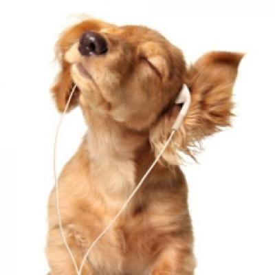 Angajamentofobia: 4 lucruri invatate de la cainele meu 