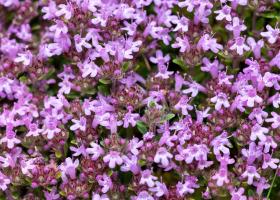Valeriana poate reduce timpul de adormire cu până la 20 de minute: planta care aduce mai multă liniște în fiecare zi