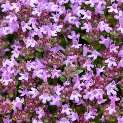 Valeriana poate reduce timpul de adormire cu până la 20 de minute: planta care aduce mai multă liniște în fiecare zi