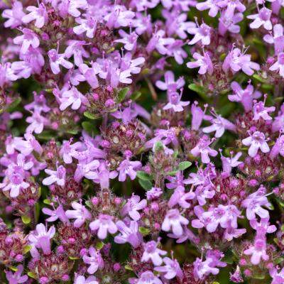 Valeriana poate reduce timpul de adormire cu până la 20 de minute: planta care aduce mai multă liniște în fiecare zi