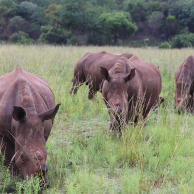 Maria Nila continua campania de caritate Save the Rhino 
