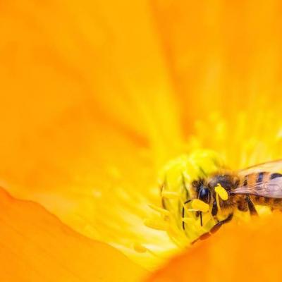 De ce sa consumi produse apicole primavara