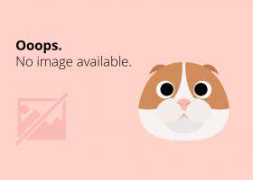 Citate de iubire: Alfabetul dragostei dupa Paulo Coelho