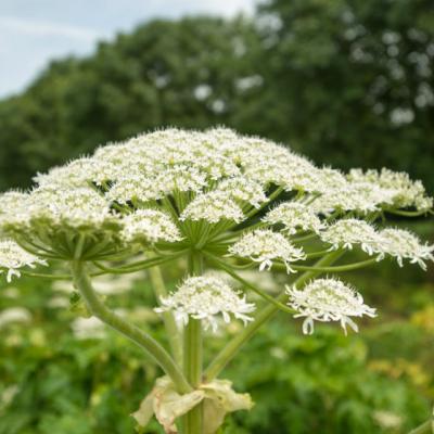 Ginsengul-romanesc, planta considerata un remediu pentru cele mai grave boli ale secolului