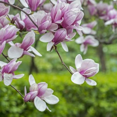 Este foarte frumoasa, dar are si proprietati vindecatoare. Sigur nu stiai asta despre magnolie!