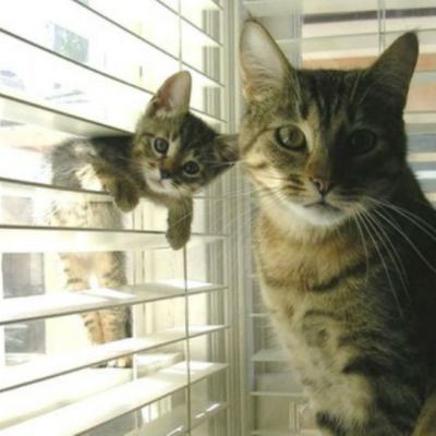 16 Poze haioase cu animale