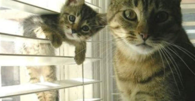 16 Poze haioase cu animale