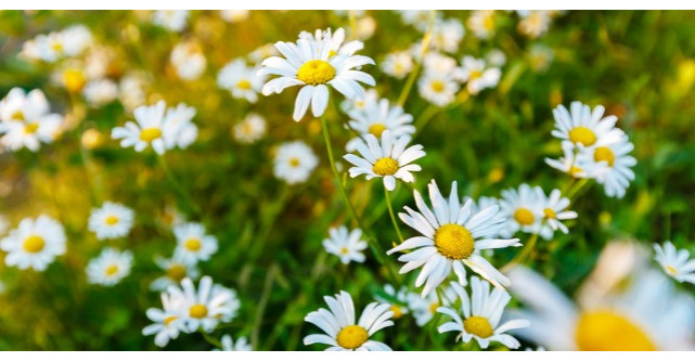 Planta-minune care te ajuta sa scapi de mirosul de transpiratie