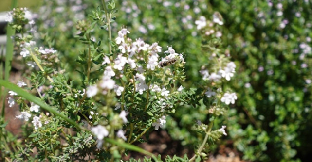 Cimbrisorul - beneficii, proprietati si utilizari ale plantei medicinale