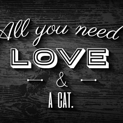 4 tricouri amuzante pentru iubitorii de pisici