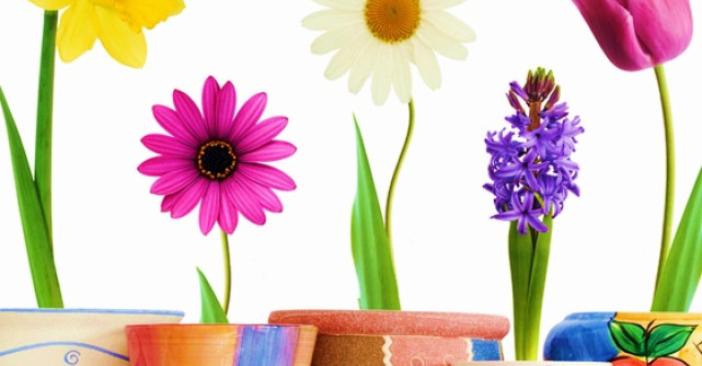 Tainele iubirii: Semnificatiile florilor 