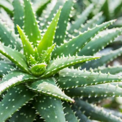 Multi au uitat de ea, insa aceasta planta are efecte miraculoase asupra sanatatii