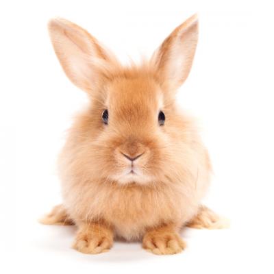 Cand Dumnezeu era iepure 