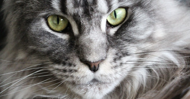 Cele mai mari rase de pisici din lume