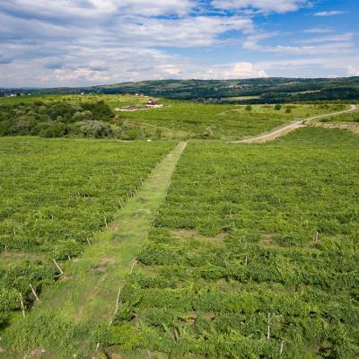 GRAMMA: Festivalul La Vie din Iasi asteapta peste 10.000 de participanti