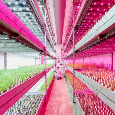 Signify ridică standardele de sănătate și bunăstare la birou cu noile pachete de senzori IoT și elimină emisiile de carbon