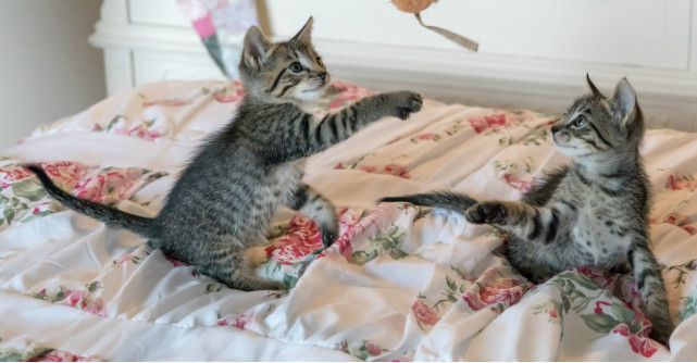 Piese cu imprimeuri cu pisicute - detalii meWOW!