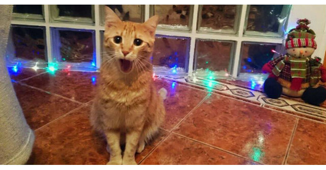 6 Motive pentru care este bine sa ai pisica