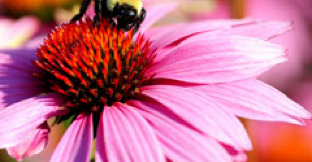 Echinaceea si propolis - Remedii naturiste contra gripei