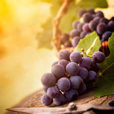 Dieta cu STRUGURI NEGRI - dieta care prelungeste viata