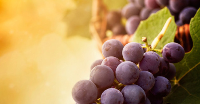 Dieta cu STRUGURI NEGRI - dieta care prelungeste viata