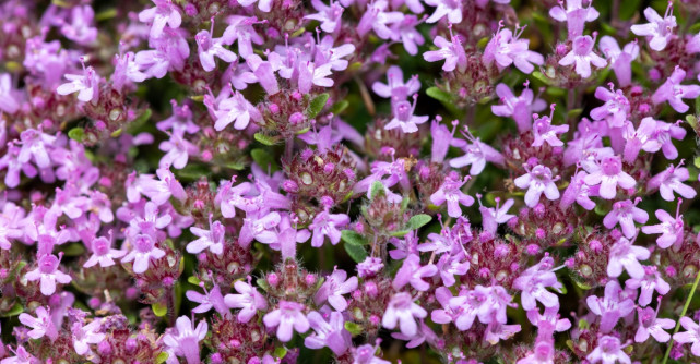 Valeriana poate reduce timpul de adormire cu până la 20 de minute: planta care aduce mai multă liniște în fiecare zi