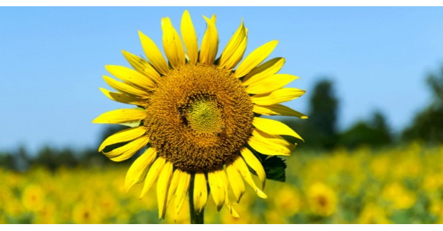 Stiai ca poti face ceai din frunze si petale de floarea-soarelui? Beneficiile sunt incredibile!