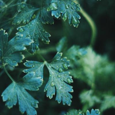 Leusteanul, condimentul cu gust fantastic si proprietati terapeutice