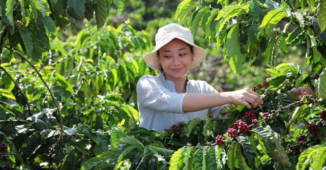 Nestlé lansează Planul NESCAFÉ 2030 pentru stimularea practicilor agricole regenerative