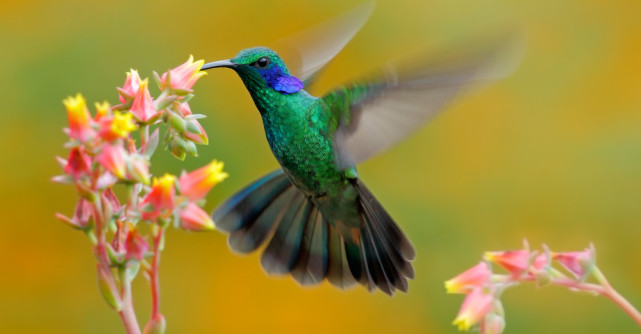COLIBRI și DANS, cuvintele cheie pentru săptămâna  15- 21 IULIE 2019